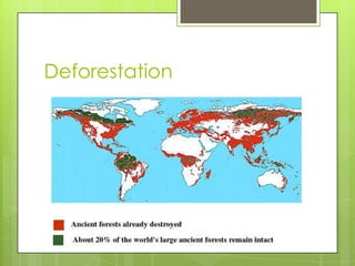 Deforestation
 