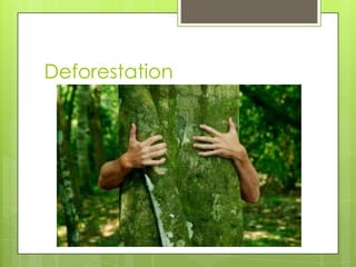 Deforestation
 