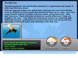 The Killer Bee
The Africanized bee was accidentally released by a replacement bee-keeper in
1957 near Rio Claro, Brazil.
They are aggressive bees that defend their nest from intruders up to 50 feet
away by stinging in the hundreds and chasing intruders up to a mile. They have
caused deaths of pets, livestock, and even people, giving them their "killer
bee" nickname. People and other animals are usually killed only if they are
unable to get away. They affect the beekeeping industry by competing with
native bee species, causing them to produce less honey and taking over the
bees nest by killing its queen and replacing it with their own.

Alien Name: Apis Mellifera Scutellata
Common Name: Killer Bee
Type: Insect
Cause: Human Mistake

 