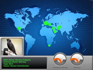 Alien Name: Sturnus Vulgaris
Common Name: Starling
Type: Bird
Cause: Human Introduction

 