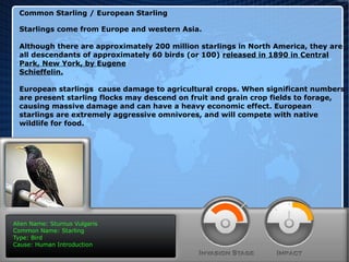 Common Starling / European Starling
Starlings come from Europe and western Asia.
Although there are approximately 200 million starlings in North America, they are
all descendants of approximately 60 birds (or 100) released in 1890 in Central
Park, New York, by Eugene
Schieffelin.
European starlings cause damage to agricultural crops. When significant numbers
are present starling flocks may descend on fruit and grain crop fields to forage,
causing massive damage and can have a heavy economic effect. European
starlings are extremely aggressive omnivores, and will compete with native
wildlife for food.

Alien Name: Sturnus Vulgaris
Common Name: Starling
Type: Bird
Cause: Human Introduction

 