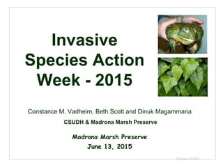 © Project SOUND
Invasive
Species Action
Week - 2015
Constance M. Vadheim, Beth Scott and Dinuk Magammana
CSUDH & Madrona Marsh Preserve
Madrona Marsh Preserve
June 13, 2015
 