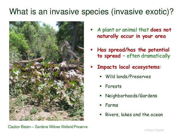 Invasive species action week