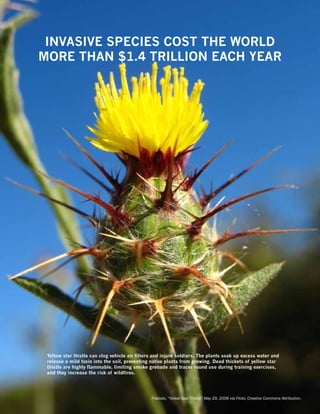 INVASIVE SPECIES COST THE WORLD
             new picture
MORE THAN $1.4 TRILLION EACH YEAR




 Yellow star thistle can clog vehicle air filters and injure soldiers. The plants soak up excess water and
 release a mild toxin into the soil, preventing native plants from growing. Dead thickets of yellow star
 thistle are highly flammable, limiting smoke grenade and tracer round use during training exercises,
 and they increase the risk of wildfires.




                                                Fractalv, “Yellow Star Thistle” May 29, 2006 via Flickr, Creative Commons Attribution.
 