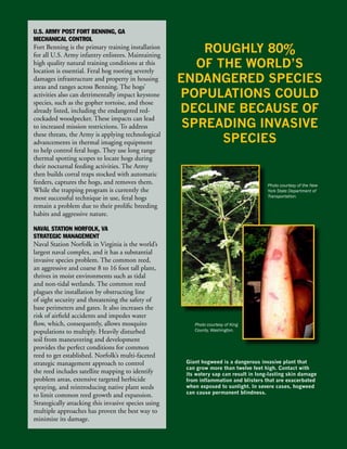 U.S. ARMY POST FORT BENNING, GA
MECHANICAL CONTROL
Fort Benning is the primary training installation
for all U.S. Army infantry enlistees. Maintaining
                                                          ROUGHLY 80%
high quality natural training conditions at this
location is essential. Feral hog rooting severely
                                                         OF THE WORLD’S
damages infrastructure and property in housing
areas and ranges across Benning. The hogs’
                                                      ENDANGERED SPECIES
activities also can detrimentally impact keystone     POPULATIONS COULD
species, such as the gopher tortoise, and those
already listed, including the endangered red-         DECLINE BECAUSE OF
cockaded woodpecker. These impacts can lead
to increased mission restrictions. To address          SPREADING INVASIVE
these threats, the Army is applying technological
advancements in thermal imaging equipment                    SPECIES
to help control feral hogs. They use long range
thermal spotting scopes to locate hogs during
their nocturnal feeding activities. The Army
then builds corral traps stocked with automatic
feeders, captures the hogs, and removes them.                                           Photo courtesy of the New
While the trapping program is currently the                                             York State Department of
most successful technique in use, feral hogs                                            Transportation.

remain a problem due to their prolific breeding
habits and aggressive nature.

NAVAL STATION NORFOLK, VA
STRATEGIC MANAGEMENT
Naval Station Norfolk in Virginia is the world’s
largest naval complex, and it has a substantial
invasive species problem. The common reed,
an aggressive and coarse 8 to 16 foot tall plant,
thrives in moist environments such as tidal
and non-tidal wetlands. The common reed
plagues the installation by obstructing line
of sight security and threatening the safety of
base perimeters and gates. It also increases the
risk of airfield accidents and impedes water
flow, which, consequently, allows mosquito                Photo courtesy of King
populations to multiply. Heavily disturbed                County, Washington.

soil from maneuvering and development
provides the perfect conditions for common
reed to get established. Norfolk’s multi-faceted
strategic management approach to control               Giant hogweed is a dangerous invasive plant that
                                                       can grow more than twelve feet high. Contact with
the reed includes satellite mapping to identify        its watery sap can result in long-lasting skin damage
problem areas, extensive targeted herbicide            from inflammation and blisters that are exacerbated
spraying, and reintroducing native plant seeds         when exposed to sunlight. In severe cases, hogweed
                                                       can cause permanent blindness.
to limit common reed growth and expansion.
Strategically attacking this invasive species using
multiple approaches has proven the best way to
minimize its damage.
 