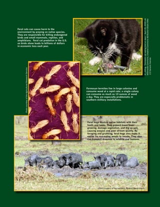 dr_relling, “Domestic cat eating bird on lawn,” April 30, 2009 via
                                                                                                                         Wikimedia Commons, Creative Commons Attribution-Share Alike
Feral cats can cause harm to the
environment by preying on native species.
They are responsible for killing endangered
birds and small mammals, reptiles, and
amphibians. Feral cat predation in the U.S.
on birds alone leads to billions of dollars
in economic loss each year.




                                                                                                                         2.0 Generic license.
      Photo courtesy of the Agricultural Research Service.




                                                             Formosan termites live in large colonies and
                                                             consume wood at a rapid rate; a single colony
                                                             can consume as much as 13 ounces of wood
                                                             a day. They are especially problematic in
                                                             southern military installations.




                                                             Feral hogs destroy native habitats with their
                                                             hoofs and tusks. They prevent trees from
                                                             growing, damage vegetation, and dig up soil,
                                                             causing erosion and poor stream quality. By
                                                             foraging and grubbing, feral hogs also make it
                                                             easier for non-native weeds to invade. They also
                                                             can transmit diseases to wildlife and humans.




                                                                       Photo courtesy of the Northern Territory Government.
 