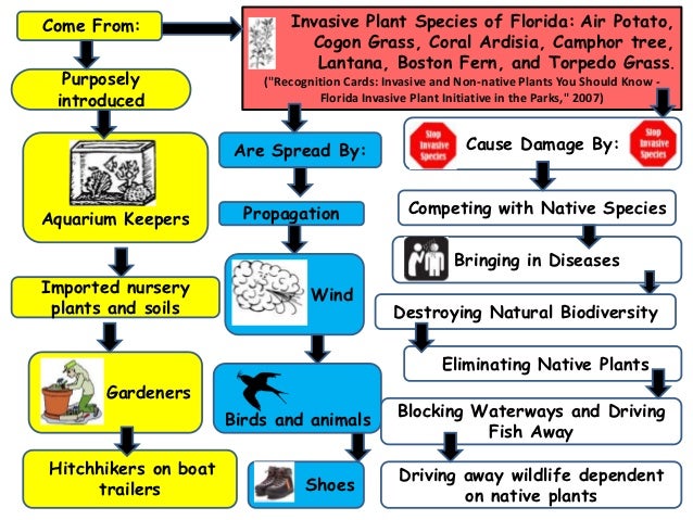 for species solution invasive completed species presentation Invasive for species solution invasive completed species presentation Invasive