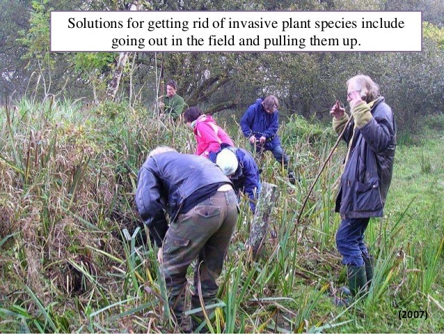 solution invasive for species species presentation Invasive completed solution invasive for species species presentation Invasive completed