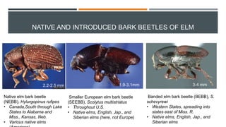 NATIVE AND INTRODUCED BARK BEETLES OF ELM
Native elm bark beetle
(NEBB), Hylurgopinus rufipes
• Canada,South through Lake
States to Alabama and
Miss., Kansas, Neb.
• Various native elms
Smaller European elm bark beetle
(SEEBB), Scolytus multistriatus
• Throughout U.S.
• Native elms, English, Jap., and
Siberian elms (here, not Europe)
Banded elm bark beetle (BEBB), S.
schevyrewi
• Western States, spreading into
states east of Miss. R.
• Native elms, English, Jap., and
Siberian elms
2.2-2.5 mm 1.9-3.1mm 3-4 mm
 
