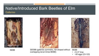 Native/Introduced Bark Beetles of Elm
Galleries
NEBB SEEBB (galleries symmetric, fan-shaped without
overlapping larval mines BEBB)
BEBB
• 2-3.5” long
• ~60 eggs (23-123)
 