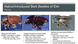 Native/Introduced Bark Beetles of Elm
Biology
Native elm bark beetle
(NEBB), Hylurgopinus rufipes
• Egg, Larva, Pupa, Adult
• 1-2 yr life cycle dep. on lat.
Smaller European elm bark beetle
(SEEBB), Scolytus multistriatus
• Egg, Larva, Pupa, Adult
• 2 gen/year, may have 3 in south
• Fly in spring and infest elms
• Larvae through summer/overwinter
Banded elm bark beetle (BEBB), S.
schevyrewi
• Egg, Larva, Pupa, Adult
• 2 gen/year, may have 3 in south
(45day)
• Fly in spring and infest elms
• Larvae through summer/overwinter
2.2-2.5 mm 1.9-3.1mm 3-4 mm
 