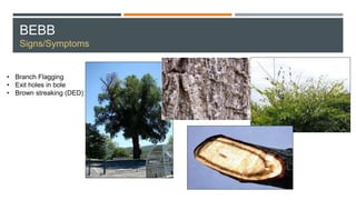 BEBB
Signs/Symptoms
• Branch Flagging
• Exit holes in bole
• Brown streaking (DED)
 