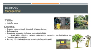 BEBB/DED
Management
• PREVENTION
• Monitoring
• Watering
• Root-to-root severing
• SUPRESSION
• Infested trees removed, debarked, chipped, burned
• Bole severing
• Insecticide application to foliage before beetle flight
• Azadirachtin, bifenthrin, carbaryl, cypermethrin, permethrin, etc. Exit holes in bole
• Tree injections-fungicides
• Pruning (10 ft. below observed streaking in flagged branch)
 