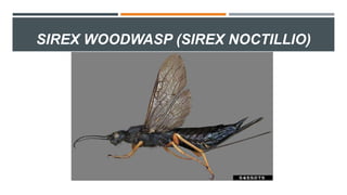 SIREX WOODWASP (SIREX NOCTILLIO)
 