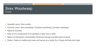 Sirex Woodwasp
Profile
 Scientific name: Sirex noctilio
 Common name: Sirex woodwasp, European woodwasp, Eurasian woodwasp
 Native to: Eurasia
 Date of U.S. introduction: First identified in New York in 2004
 Means of introduction: Accidentally introduced through imported wood products
 Impact: Feeds on healthy pine trees and serves as a vector for a fungus that kills pine trees
 