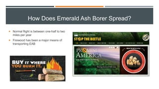 How Does Emerald Ash Borer Spread?
 Normal flight is between one-half to two
miles per year
 Firewood has been a major means of
transporting EAB
 
