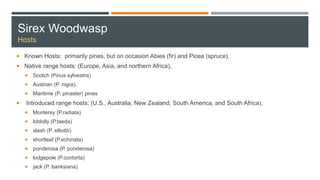 Sirex Woodwasp
Hosts
 Known Hosts: primarily pines, but on occasion Abies (fir) and Picea (spruce).
 Native range hosts: (Europe, Asia, and northern Africa),
 Scotch (Pinus sylvestris)
 Austrian (P. nigra),
 Maritime (P. pinaster) pines
 Introduced range hosts: (U.S., Australia, New Zealand, South America, and South Africa),
 Monterey (P.radiata)
 loblolly (P.taeda)
 slash (P. elliottii)
 shortleaf (P.echinata)
 ponderosa (P. ponderosa)
 lodgepole (P.contorta)
 jack (P. banksiana)
 