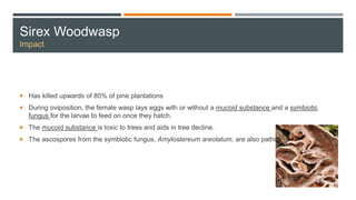 Sirex Woodwasp
Impact
 Has killed upwards of 80% of pine plantations
 During oviposition, the female wasp lays eggs with or without a mucoid substance and a symbiotic
fungus for the larvae to feed on once they hatch.
 The mucoid substance is toxic to trees and aids in tree decline.
 The ascospores from the symbiotic fungus, Amylostereum areolatum, are also pathogenic.
 