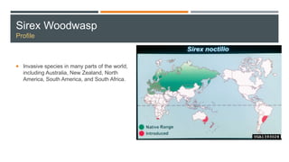 Sirex Woodwasp
Profile
 Invasive species in many parts of the world,
including Australia, New Zealand, North
America, South America, and South Africa.
 