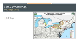 Sirex Woodwasp
U.S.Range (2011)
 U.S. Range
 
