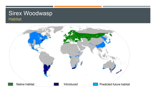 Sirex Woodwasp
Habitat
Native habitat Introduced Predicted future habitat
 