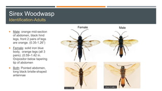 Sirex Woodwasp
Identification-Adults
 Male: orange mid-section
of abdomen, black hind
legs, front 2 pairs of legs
are orange. (0.35-1.26”)
 Female: solid iron blue
body, orange legs (all 3
pairs). (0.59–1.42 in.
Ovipositor below tapering
tip of abdomen
 Both: Pointed abdomen,
long black bristle-shaped
antennae
MaleFemale
 