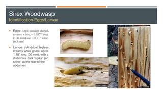 Sirex Woodwasp
Identification-Eggs/Larvae
 Eggs: Eggs: sausage shaped,
creamy white, ~ 0.057” long
(1.46 mm) and ~ 0.01” wide
(0.3 mm)
 Larvae: cylindrical, legless,
creamy white grubs, up to
1.18” long (30 mm), with a
distinctive dark “spike” (or
spine) at the rear of the
abdomen
 