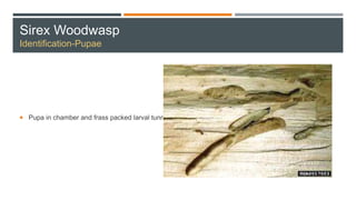 Sirex Woodwasp
Identification-Pupae
 Pupa in chamber and frass packed larval tunnels.
 
