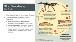 Sirex Woodwasp
Life Cycle
 1 Generations/year (/2 yrs in cooler climates)
 Complex interaction between several
organisms
 Adult deposits fungus (Amylostereum
areolatum) from mycangia and toxic mucus.
 Mucus disables water and nutrient transport,
causing wilting and ideal conditions for fungus
 Fungus spreads and invades vascular system
of tree, dries out wood and breaks down
cellulose.
June-Sept
(212)
6 stages
 