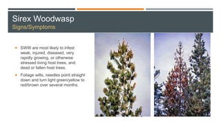 Sirex Woodwasp
Signs/Symptoms
 SWW are most likely to infest
weak, injured, diseased, very
rapidly growing, or otherwise
stressed living host trees, and
dead or fallen host trees.
 Foliage wilts, needles point straight
down and turn light green/yellow to
red/brown over several months.
 