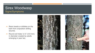Sirex Woodwasp
Signs/Symptoms
 Resin beads or dribbles on the
bark from oviposition drilling
wounds.
 Round exit holes ⅛-⅜” (3-8 mm)
in diameter created by adults
emerging in year two.
 