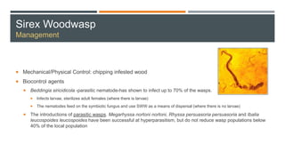 Sirex Woodwasp
Management
 Mechanical/Physical Control: chipping infested wood
 Biocontrol agents
 Beddingia siricidicola -parasitic nematode-has shown to infect up to 70% of the wasps.
 Infects larvae, sterilizes adult females (where there is larvae)
 The nematodes feed on the symbiotic fungus and use SWW as a means of dispersal (where there is no larvae)
 The introductions of parasitic wasps. Megarhyssa nortoni nortoni, Rhyssa persuasoria persuasoria and Ibalia
leucospoides leucospoides have been successful at hyperparasitism, but do not reduce wasp populations below
40% of the local population
 