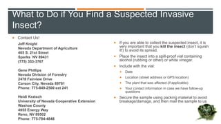 What to Do if You Find a Suspected Invasive
Insect?
 Contact Us!
Jeff Knight
Nevada Department of Agriculture
405 S. 21st Street
Sparks NV 89431
(775) 353-3767
Gene Phillips
Nevada Division of Forestry
2478 Fairview Drive
Carson City, Nevada 89701
Phone: 775-849-2500 ext 241
Heidi Kratsch
University of Nevada Cooperative Extension
Washoe County
4955 Energy Way
Reno, NV 89502
Phone: 775-784-4848
 If you are able to collect the suspected insect, it is
very important that you kill the insect (don’t squish
it!) to avoid its spread.
 Place the insect into a spill-proof vial containing
alcohol (rubbing or other) or white vinegar.
 Include with the vial:
 Date
 Location (street address or GPS location)
 The plant that was affected (if applicable)
 Your contact information in case we have follow-up
questions
 Secure the sample using packing material to avoid
breakage/damage, and then mail the sample to us
 
