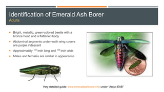 Identification of Emerald Ash Borer
Adults
 Bright, metallic, green-colored beetle with a
bronze head and a flattened body
 Abdominal segments underneath wing covers
are purple iridescent
 Approximately 1/2 inch long and 1/8 inch wide
 Males and females are similar in appearance
Very detailed guide: www.emeraldashborer.info under “About EAB”
 