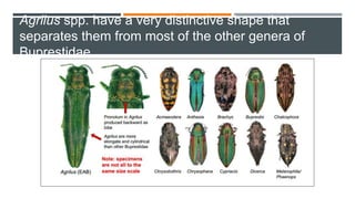 Agrilus spp. have a very distinctive shape that
separates them from most of the other genera of
Buprestidae
 