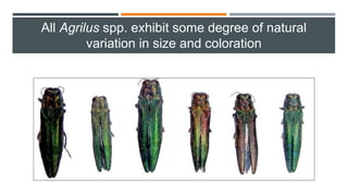 All Agrilus spp. exhibit some degree of natural
variation in size and coloration
 