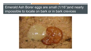 Emerald Ash Borer eggs are small (1/16”)and nearly
impossible to locate on bark or in bark crevices
 
