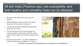 All ash trees (Fraxinus spp.) are susceptible, and
both healthy and unhealthy trees can be attacked
 Mountain ash (Sorbus) is not a true ash
species
 EAB infestations have spread to the white
fringe tree (Chionanthus virginicus)
 The larvae are the damaging life-stage (the
adults not so much)
 The larvae feeds and tunnels through the
vascular system of the tree (cambium layer),
cutting off the water and nutrient supply to the
tree
 Small trees die within 1-2 years of becoming
infested; large trees are killed in 3-4 years
See USU’s Factsheet on Emerald Ash Borer for information on ash identification
 