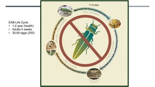 EAB-Life Cycle
• 1-2 year (health)
• Adults-3 weeks
• 30-60 eggs (200)
7-10 days
 