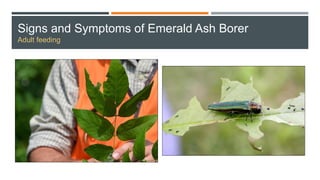 Signs and Symptoms of Emerald Ash Borer
Adult feeding
 