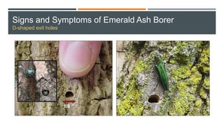 Signs and Symptoms of Emerald Ash Borer
D-shaped exit holes
 