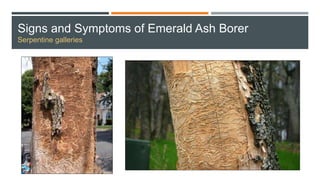 Signs and Symptoms of Emerald Ash Borer
Serpentine galleries
 