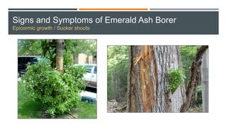 Signs and Symptoms of Emerald Ash Borer
Epicormic growth / Sucker shoots
 