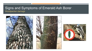 Signs and Symptoms of Emerald Ash Borer
Woodpecker damage
 