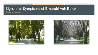 Signs and Symptoms of Emerald Ash Borer
Canopy dieback
 