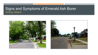 Signs and Symptoms of Emerald Ash Borer
Canopy dieback
 