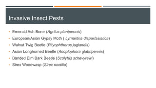 Invasive Insect Pests
• Emerald Ash Borer (Agrilus planipennis)
• European/Asian Gypsy Moth ( Lymantria dispar/asiatica)
• Walnut Twig Beetle (Pityophthorus juglandis)
• Asian Longhorned Beetle (Anoplophora glabripennis)
• Banded Elm Bark Beetle (Scolytus schevyrewi)
• Sirex Woodwasp (Sirex noctilio)
 