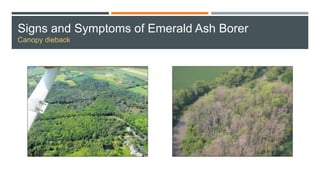 Signs and Symptoms of Emerald Ash Borer
Canopy dieback
 