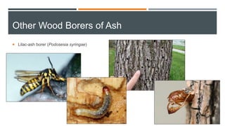 Other Wood Borers of Ash
 Lilac-ash borer (Podosesia syringae)
 
