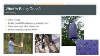 What is Being Done?
Monitoring
 Visual surveys
 Girdled trees (EAB is attracted to stressed trees)
 Purple panel traps (GLV, manuka oil)
 Branch sampling using draw-knives
 